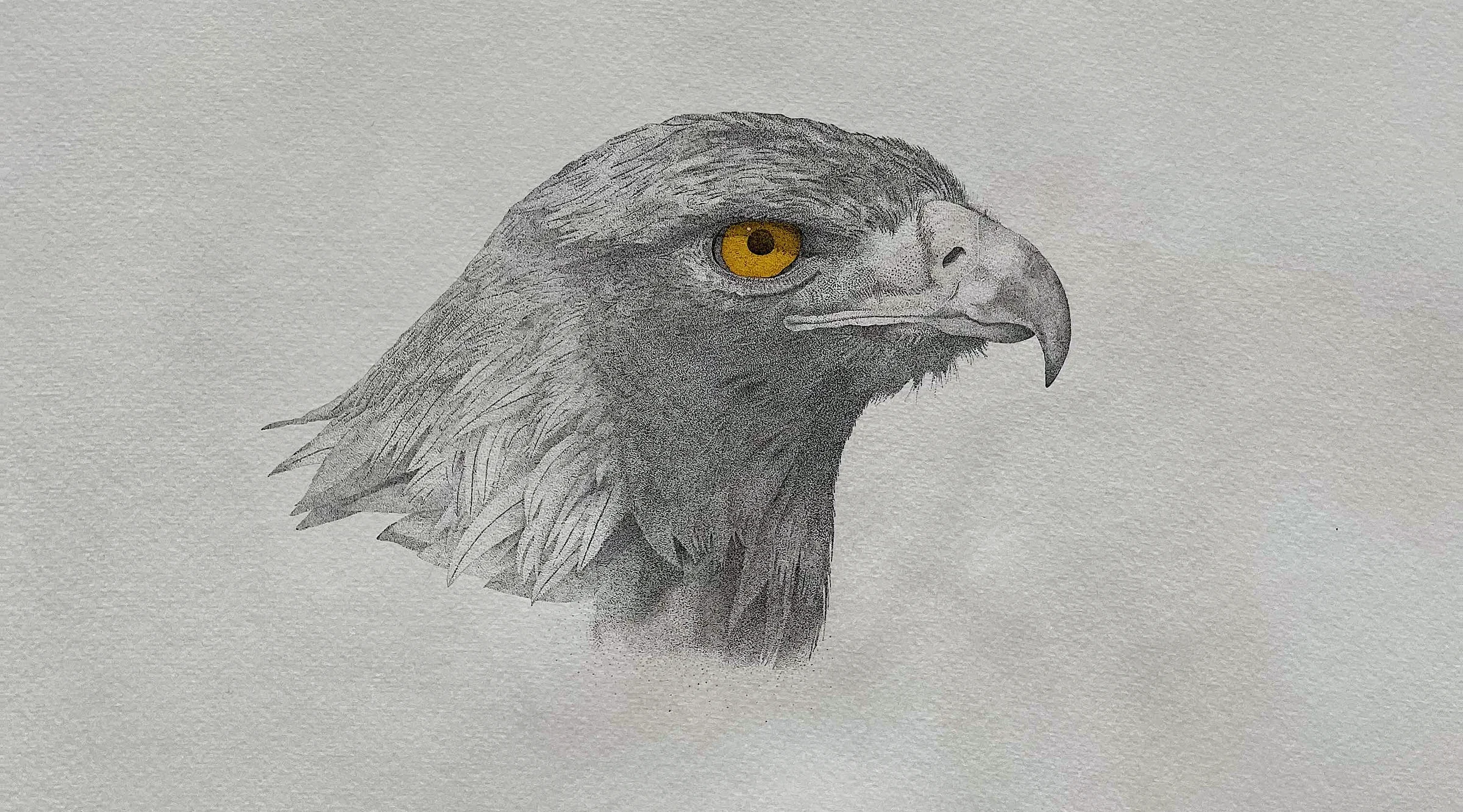 A stippled pen-and-ink portrait of a golden eagle in profile&nbsp;&mdash; the feathered head, hooked beak and amber eye built from thousands of fine ink dots.