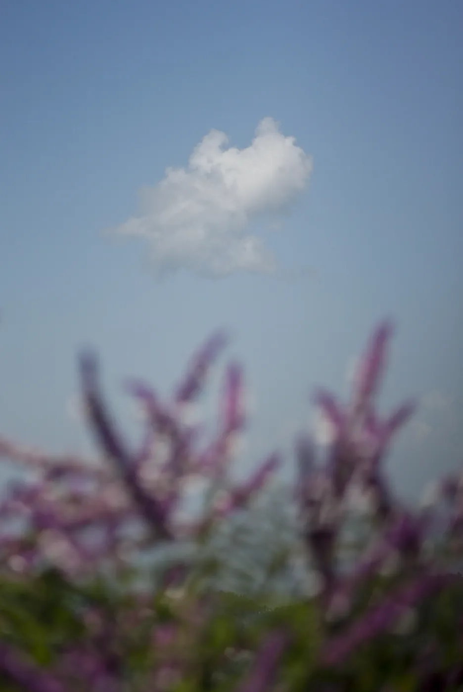 A single white cloud in a blue sky above the soft, out-of-focus spikes of a purple sage bush.