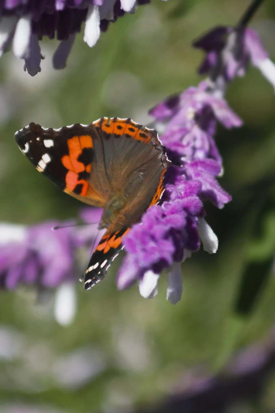 A painted lady butterfly feeding on purple sage, its orange and black wings folded.
