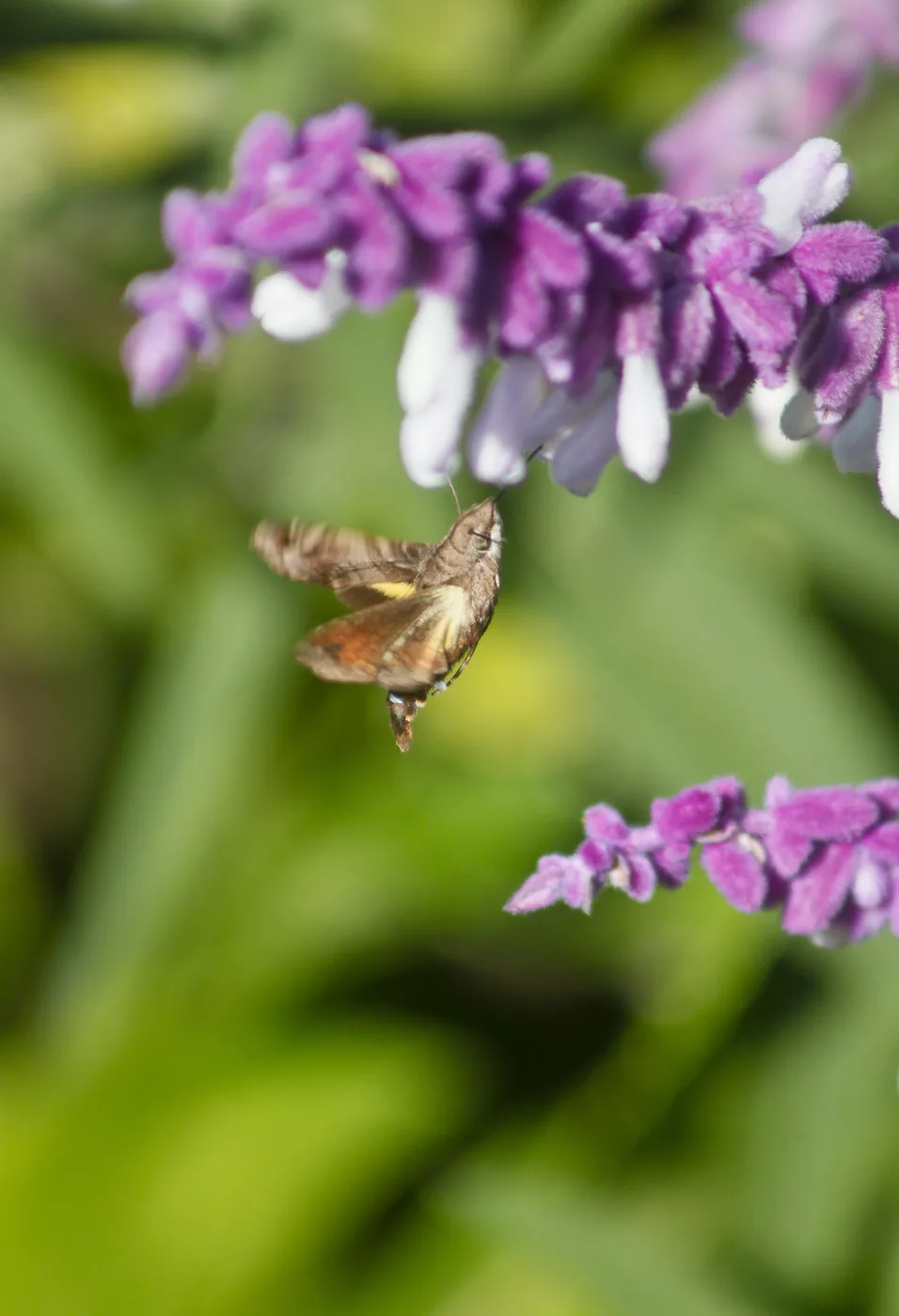 A hummingbird hawk-moth in flight beneath an arching spray of purple and white sage.