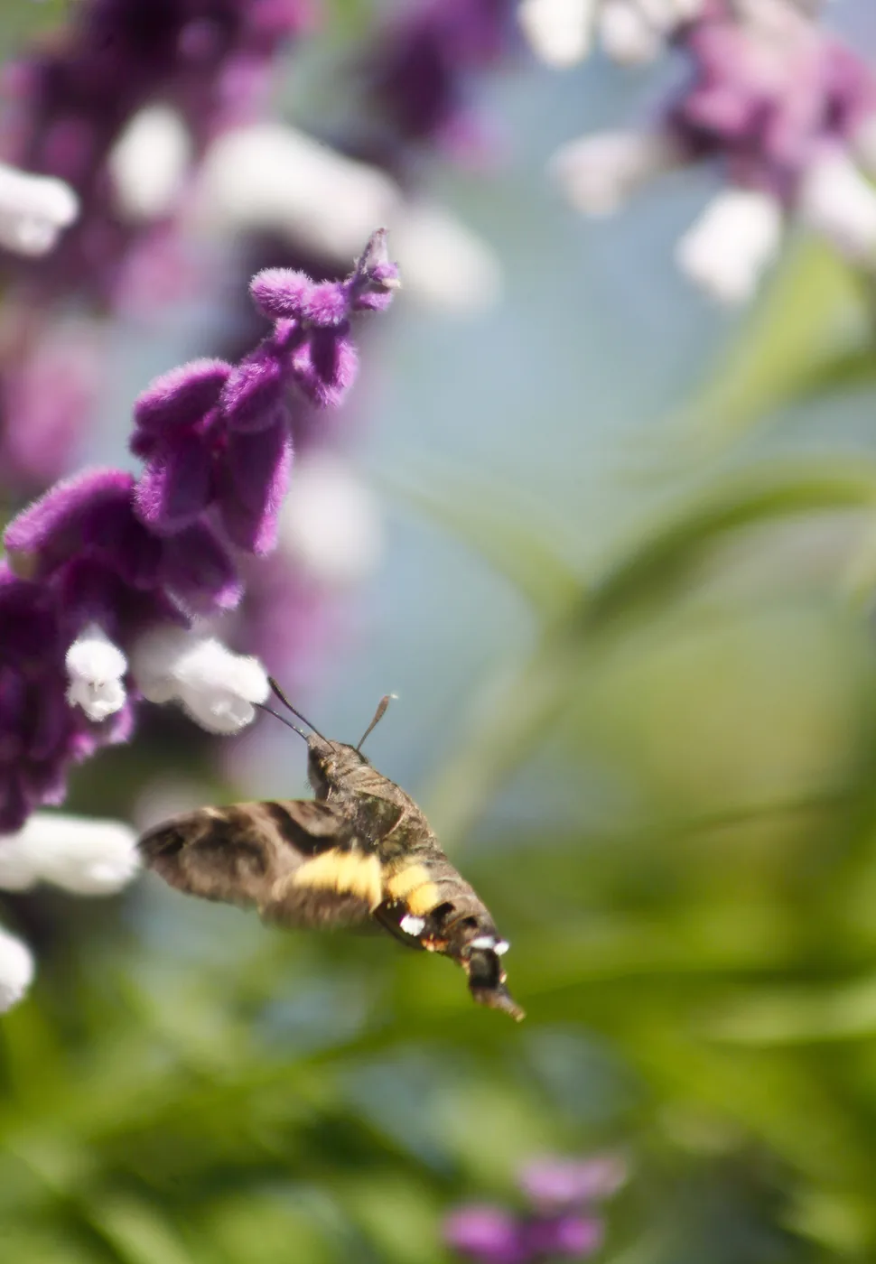 A hummingbird hawk-moth hovering at purple sage blossoms, its long proboscis extended.