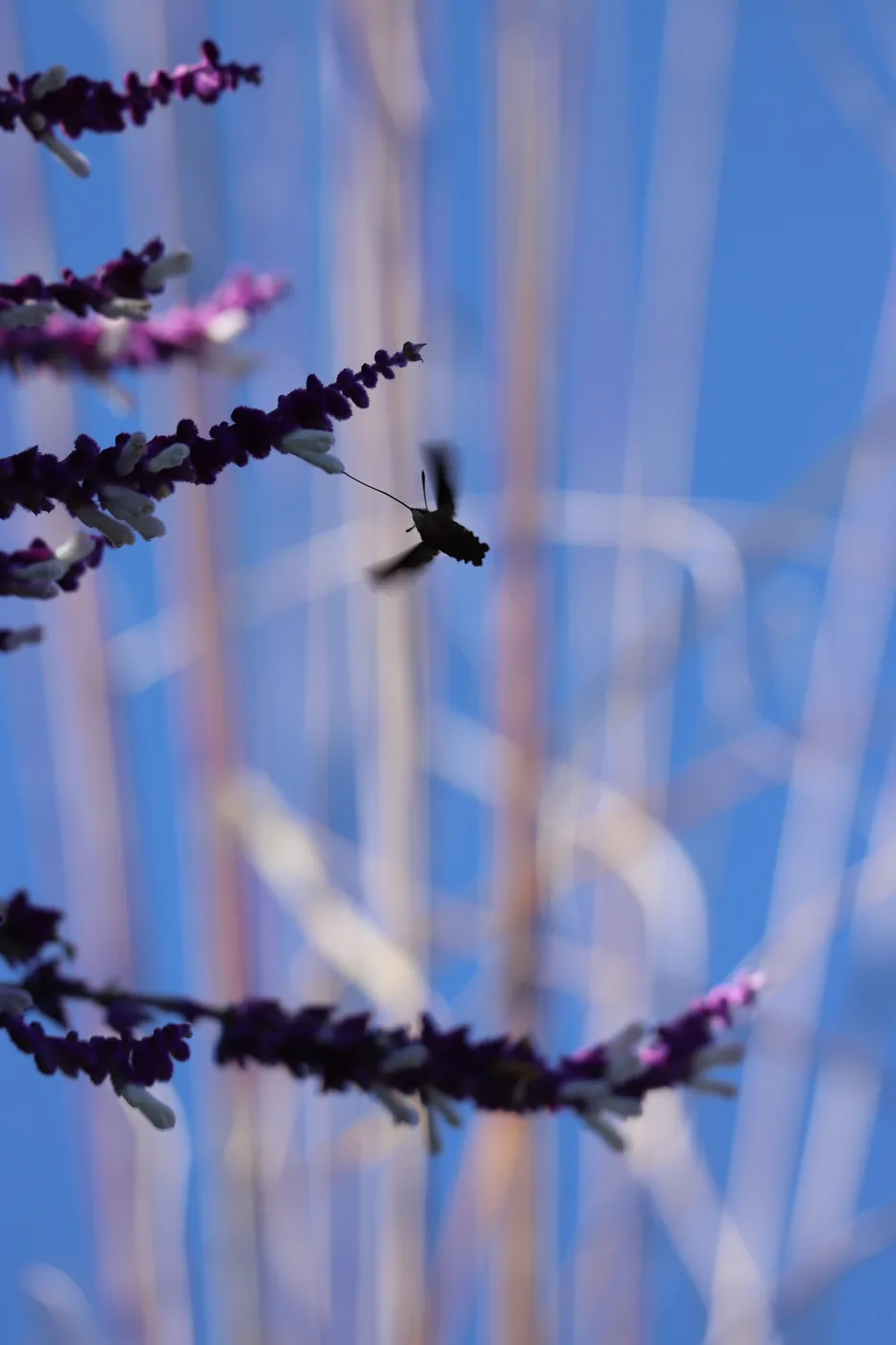 A hummingbird hawk-moth silhouetted in mid-air against a blue sky between sprigs of sage.