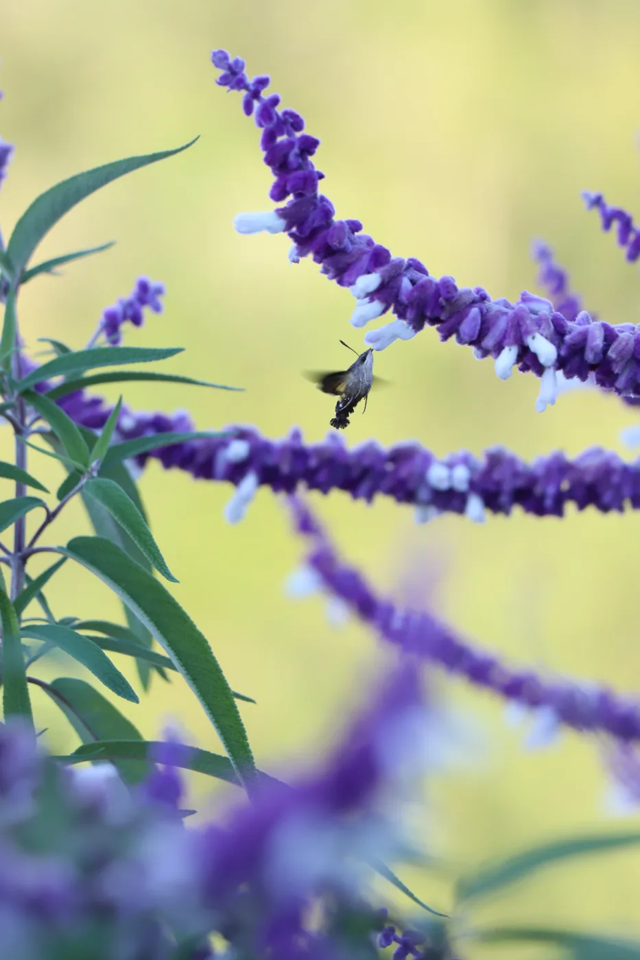 A hummingbird hawk-moth feeding at a tall spike of purple sage against a soft yellow-green background.