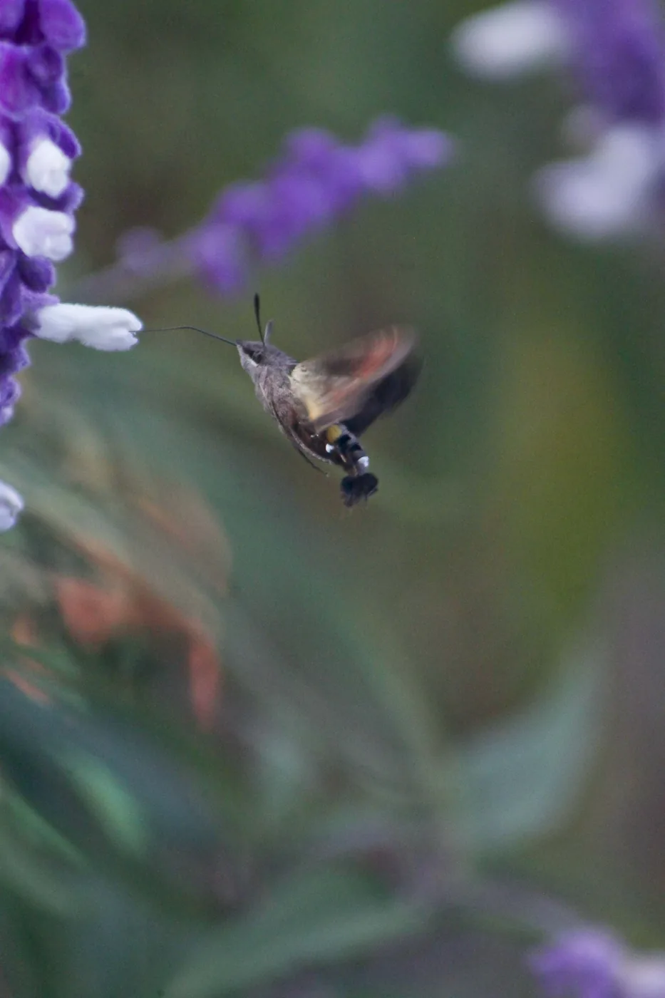 A hummingbird hawk-moth on the wing beside purple and white sage, its wings blurred with motion.