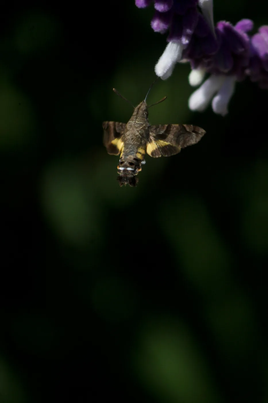 A hummingbird hawk-moth hovering below a sage flower against deep green shadow, a yellow band across its body.