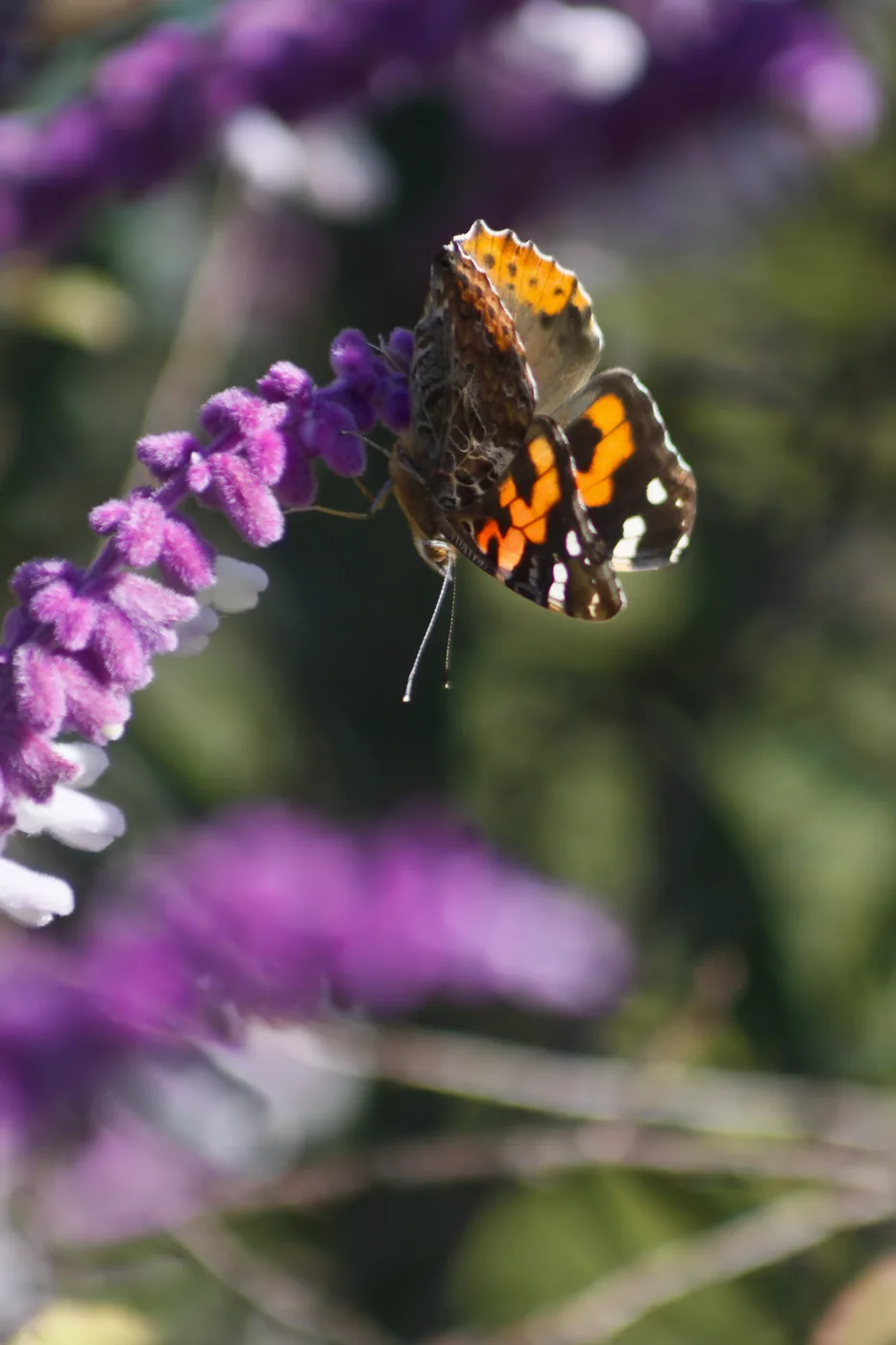 A painted lady butterfly perched on purple sage in warm sunlight, wings half-open.