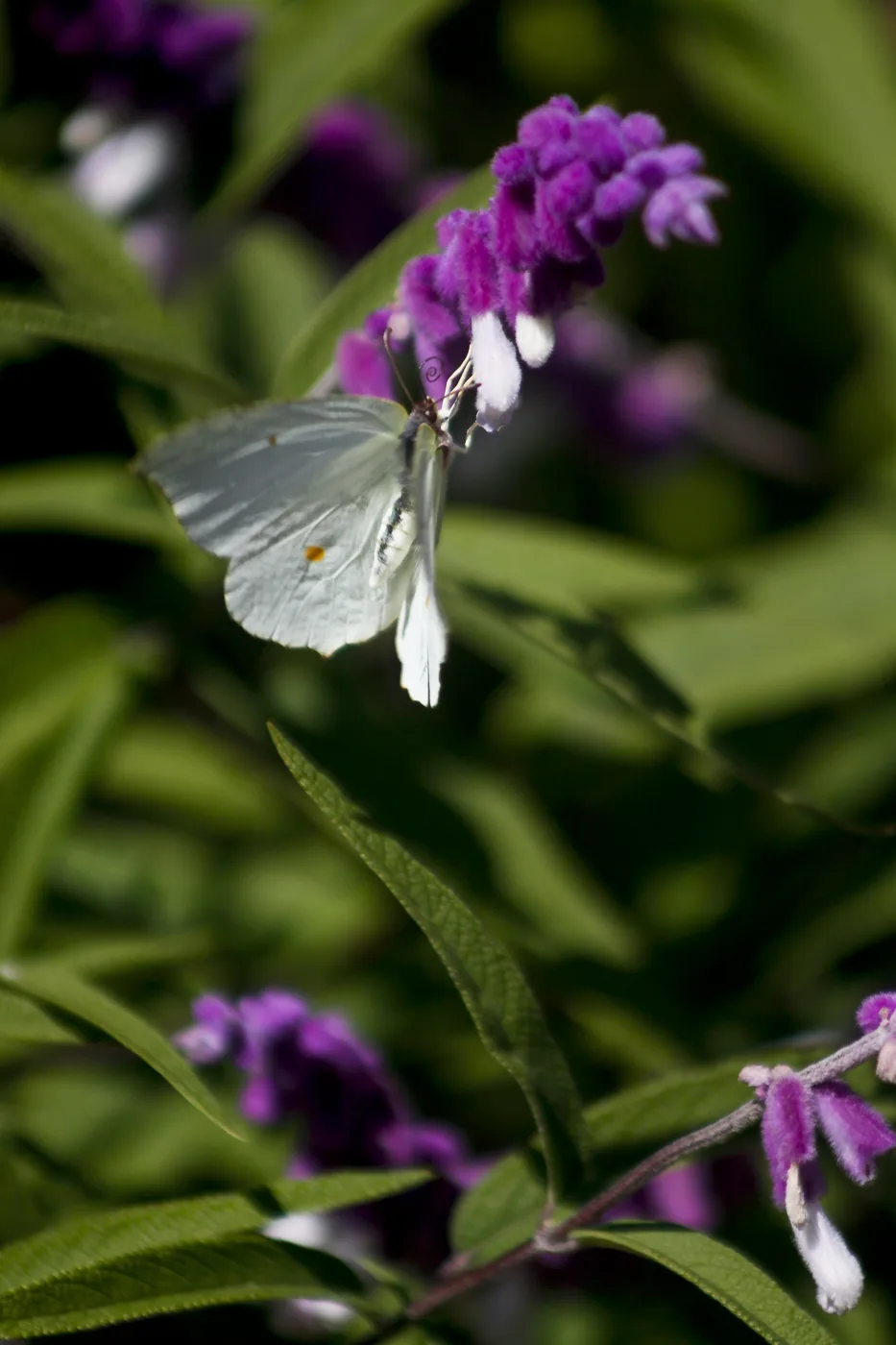 A pale butterfly clinging to a sage blossom among sunlit green leaves.