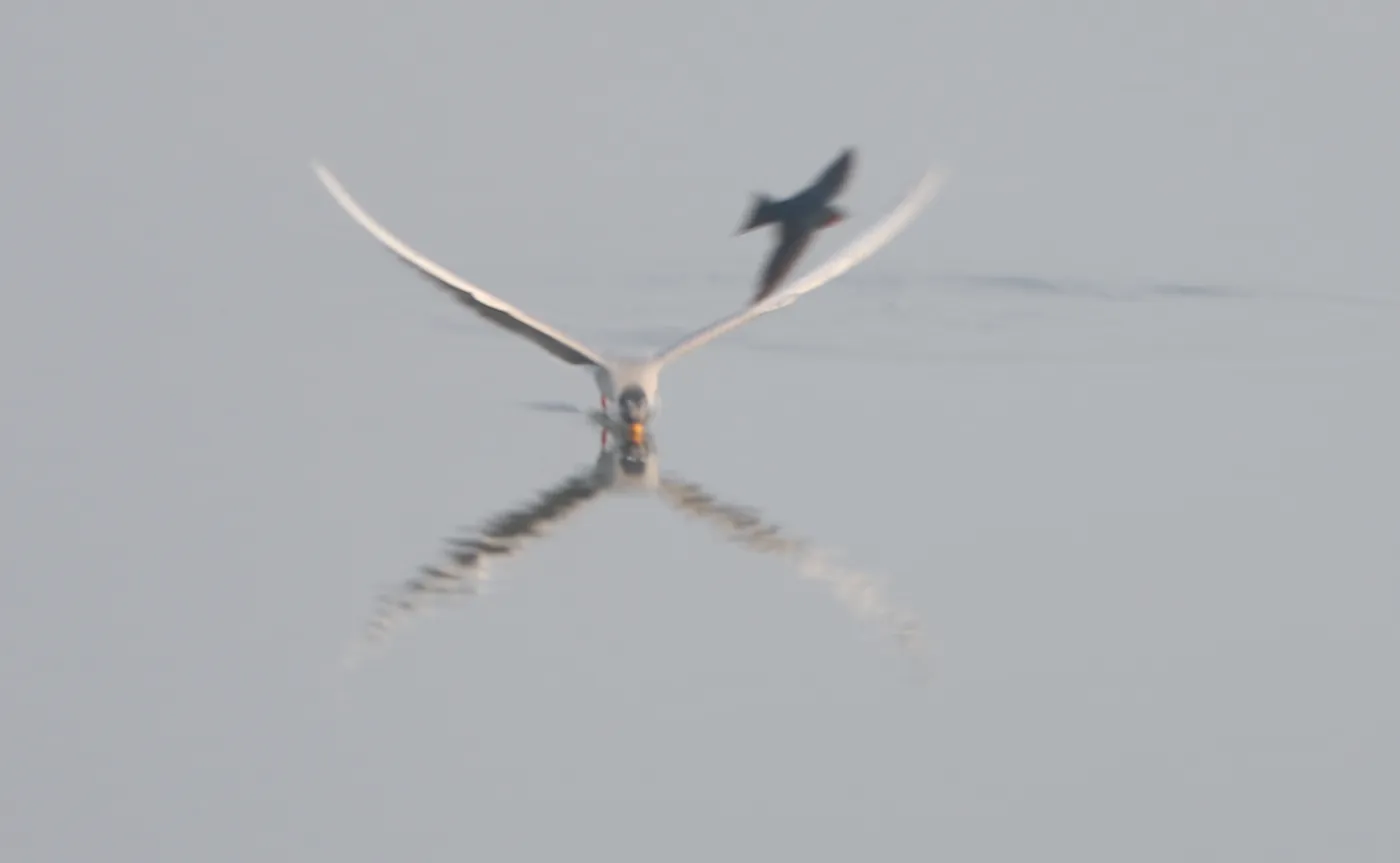 A tern skimming low over still water at dawn, its reflection beneath it, a darker bird crossing above.