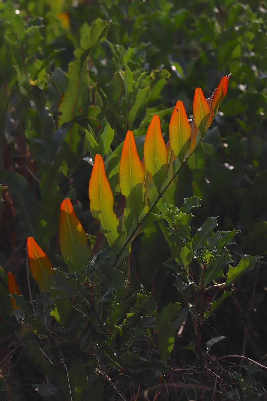 Backlit new leaves glowing orange against deep green foliage.