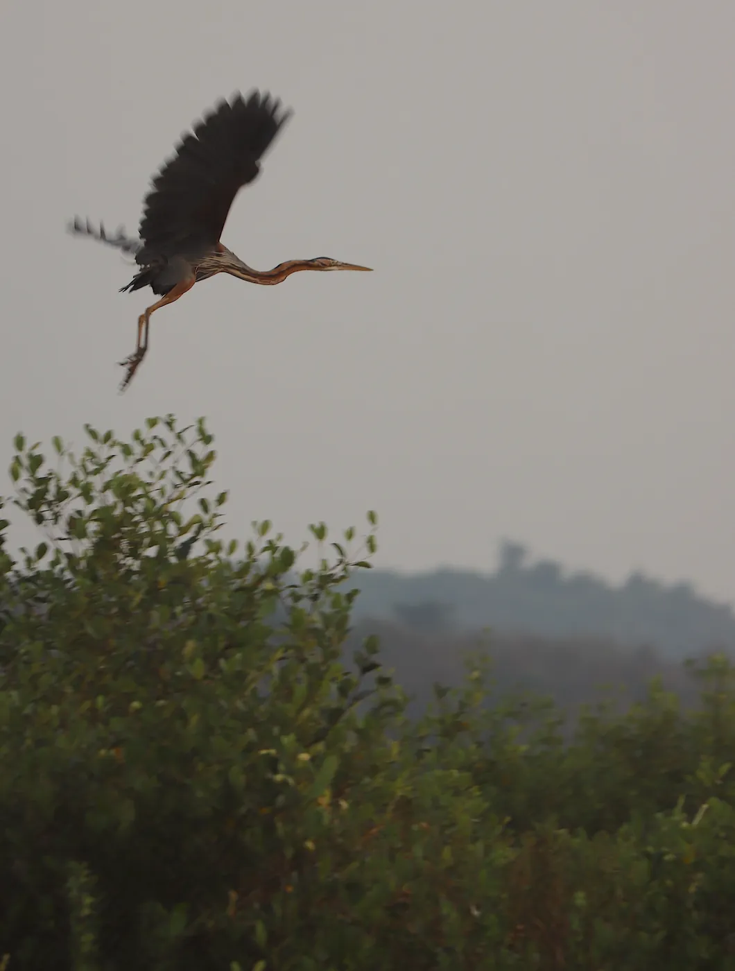 A purple heron lifting off above mangrove scrub, with hazy hills in the distance.