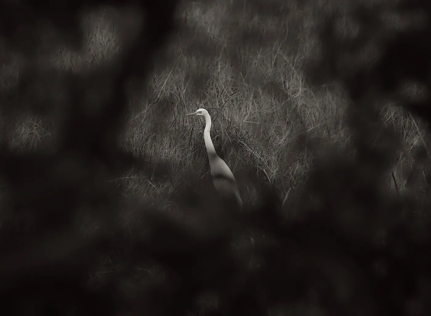 In black and white, a white egret standing in tall grass, framed by dark out-of-focus foliage.