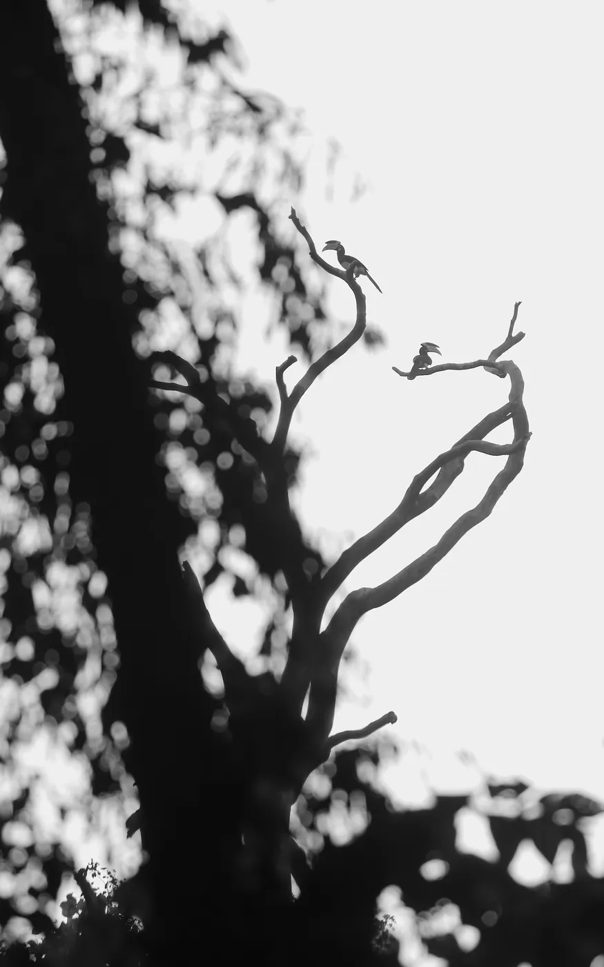 In black and white, two hornbills perched on the bare, curving branches of a tall tree against a bright sky.