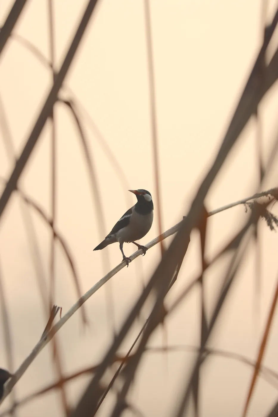 An Asian pied starling perched on a reed against a warm, pale sky.
