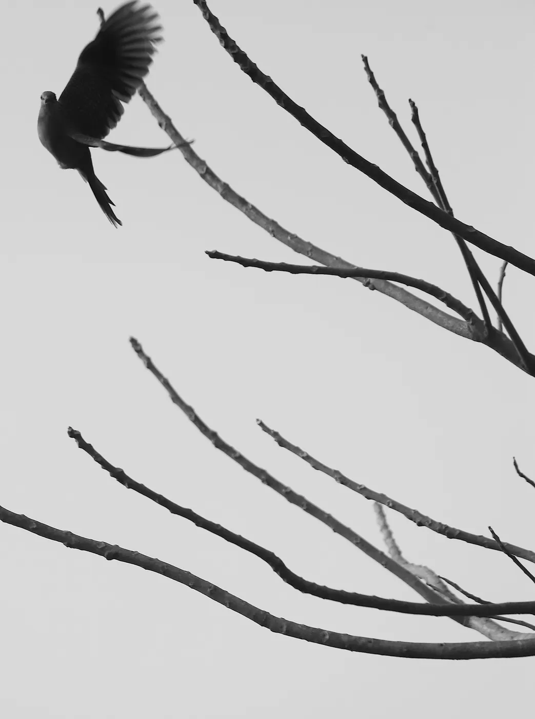In black and white, a dove taking off from bare branches against a pale sky.