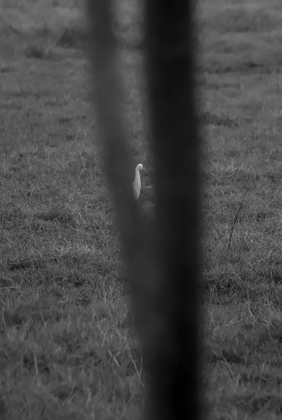 In black and white, a white egret glimpsed between two dark tree trunks in a grassy field.