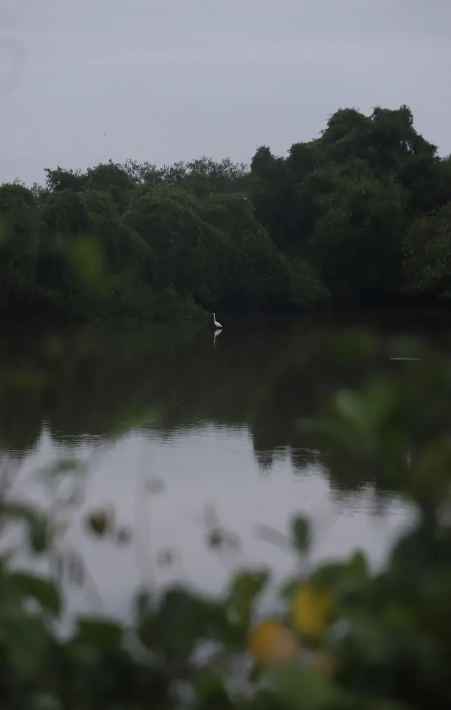 A great egret standing in still water before a wall of mangroves, seen through soft foreground leaves.