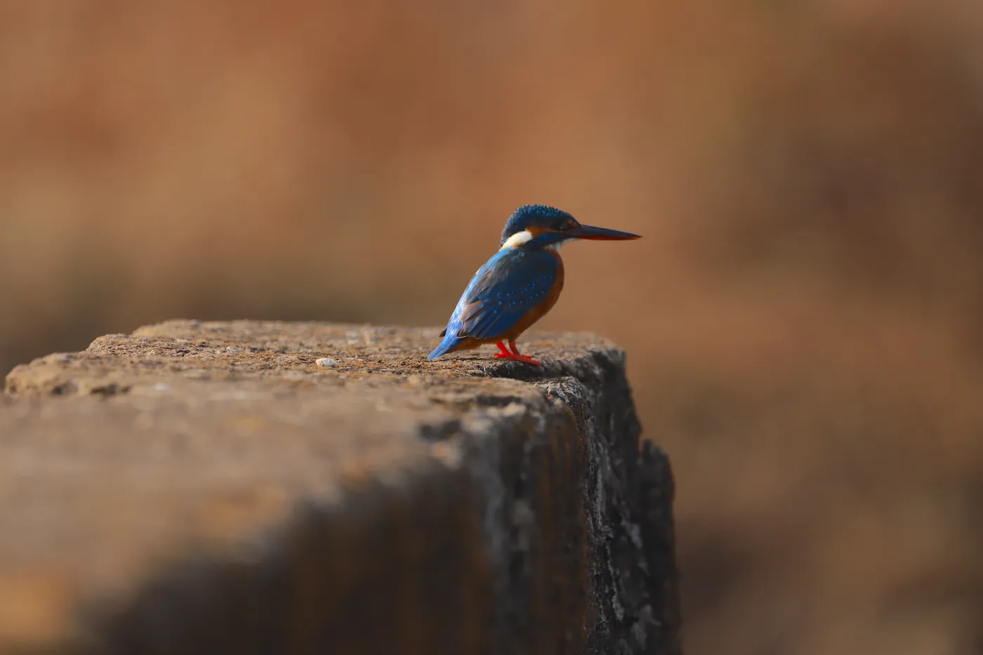 A common kingfisher, blue and orange, perched on a stone block against a warm out-of-focus background.