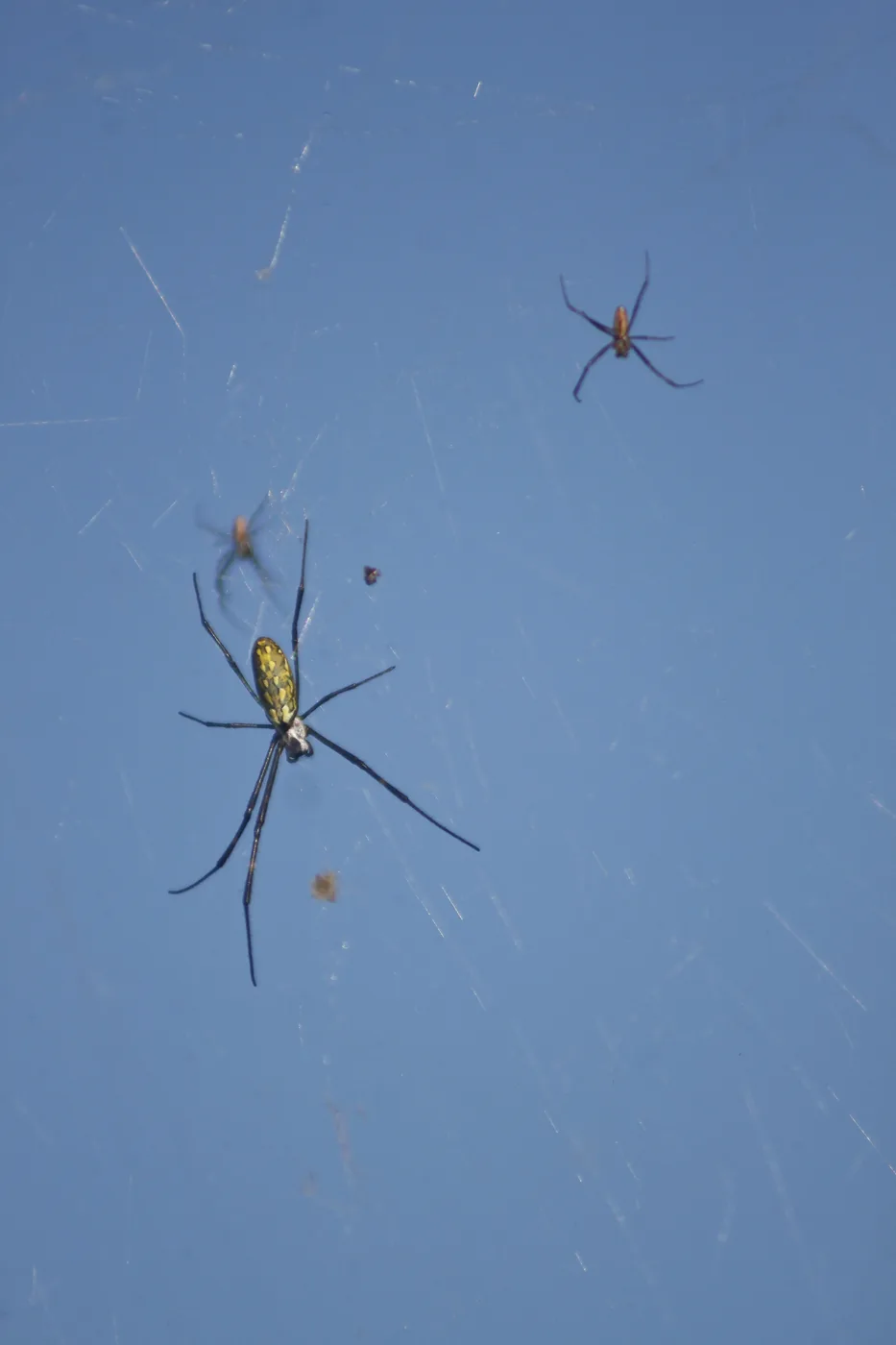 Two golden orb-weaver spiders on their web against a clear blue sky, a large female and a smaller male.