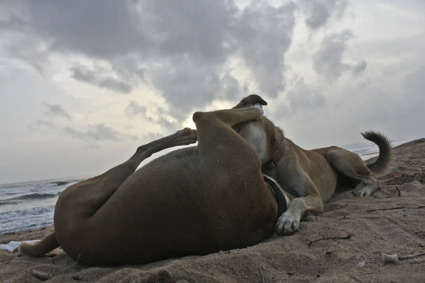 Two dogs curled together on the sand at dusk, the sea behind them.
