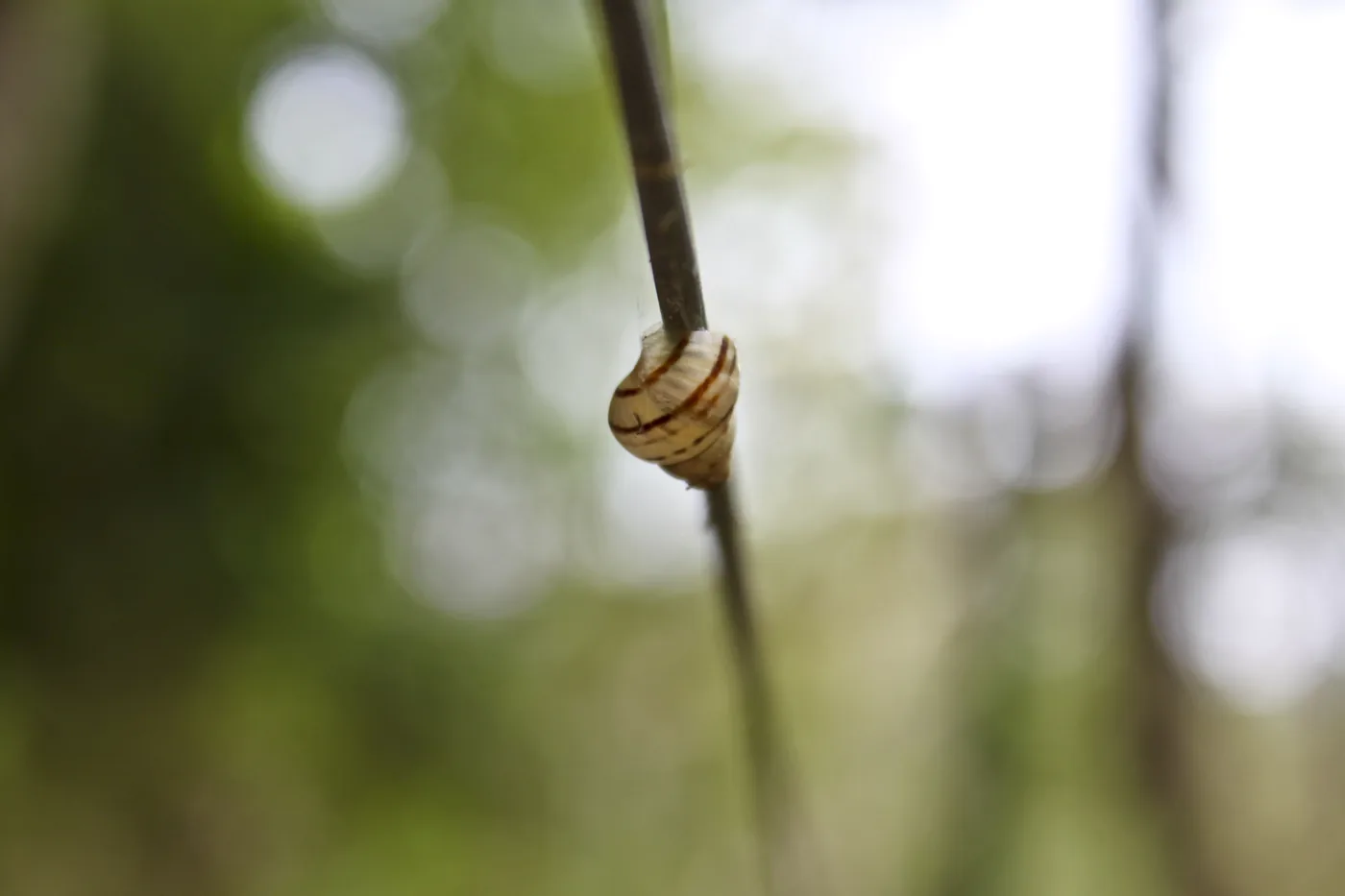 A small striped snail shell clinging to a slender upright stem against soft green light.