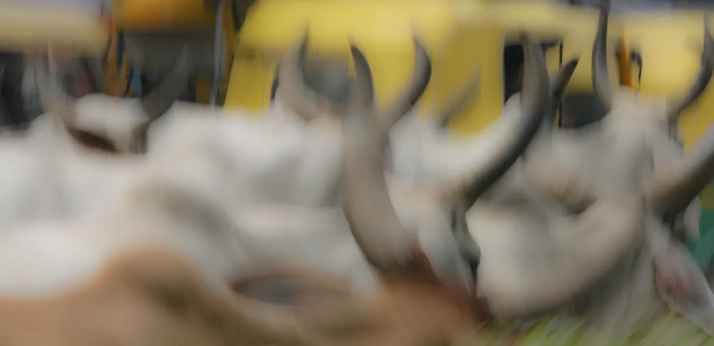 A motion-blurred press of long-horned cattle sweeping past a yellow wall.