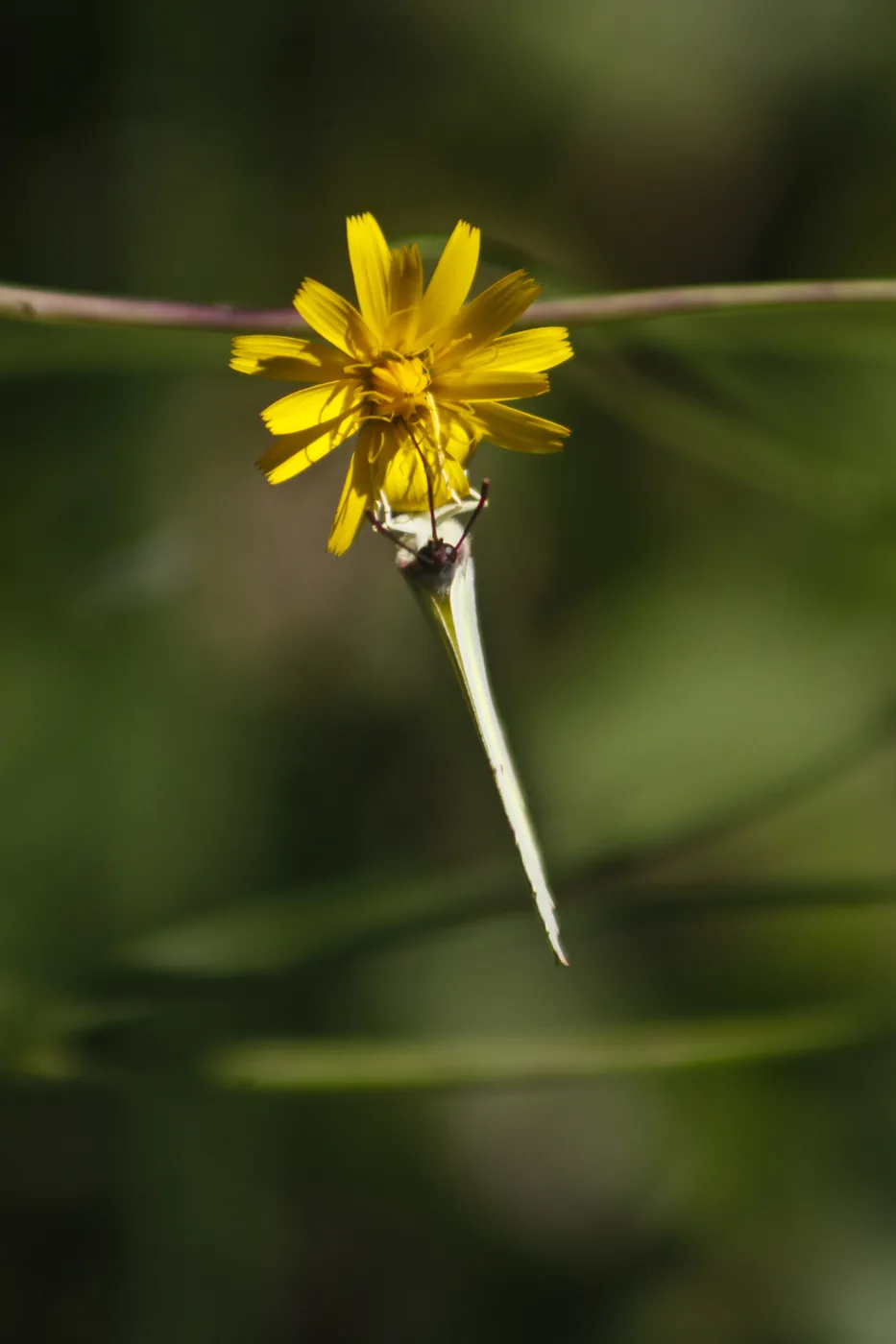A pale butterfly hanging beneath a small yellow flower on a slender stem.