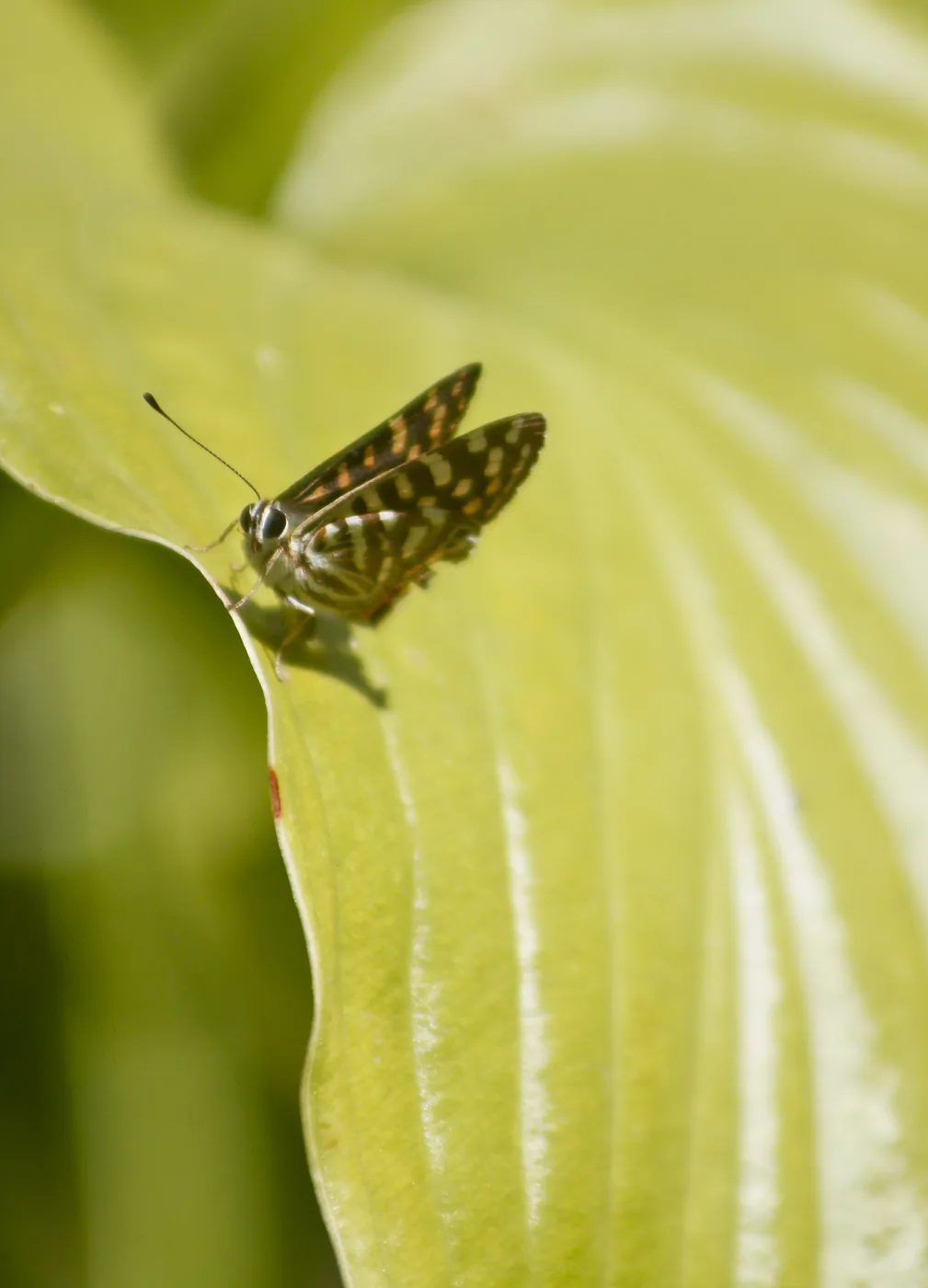 A chequered skipper butterfly with white-spotted wings perched on the edge of a pale green leaf.