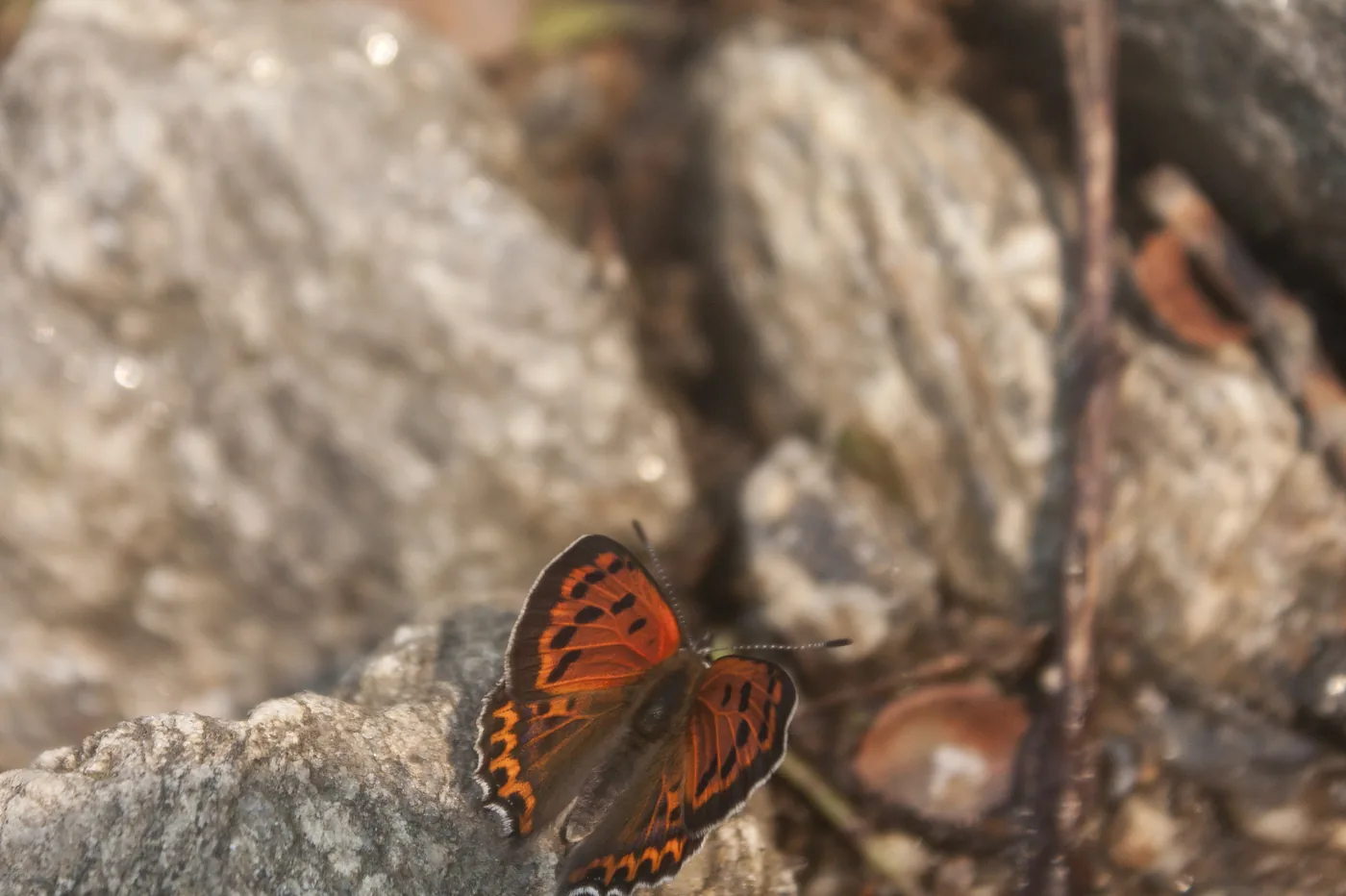 An orange copper butterfly with black spots resting on a sunlit rock.