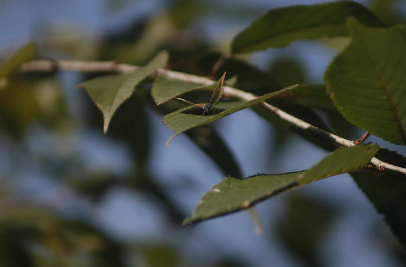 A small blue butterfly among serrated green leaves against a blue sky.
