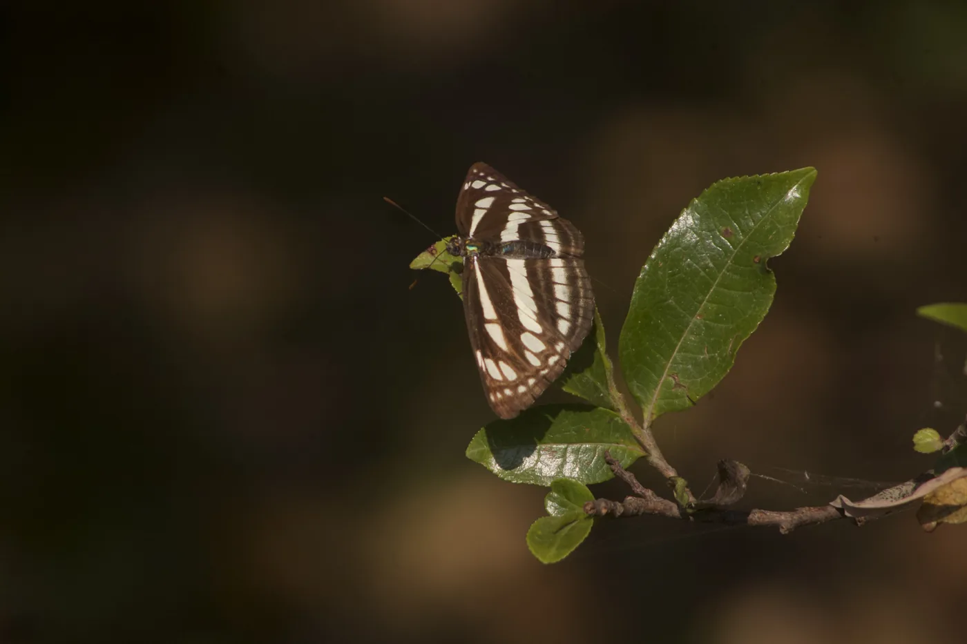 A common sailer butterfly, brown with white bands, perched on a leaf in soft light.