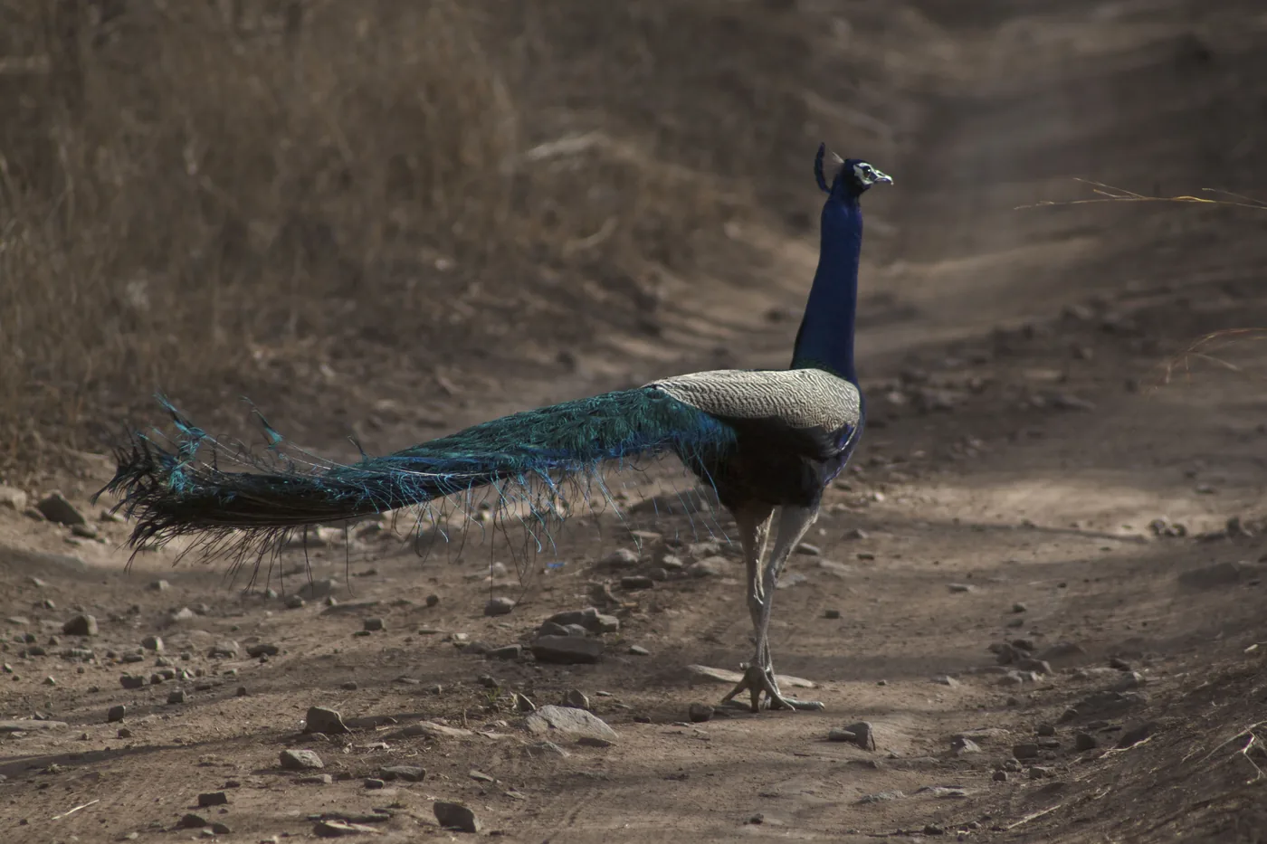 An Indian peacock walking along a dusty forest track, its long tail trailing behind.