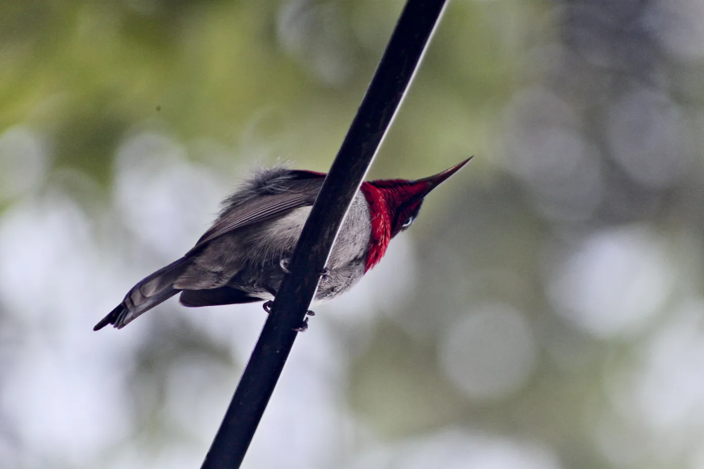 A sunbird with an iridescent crimson throat perched on a thin pole.