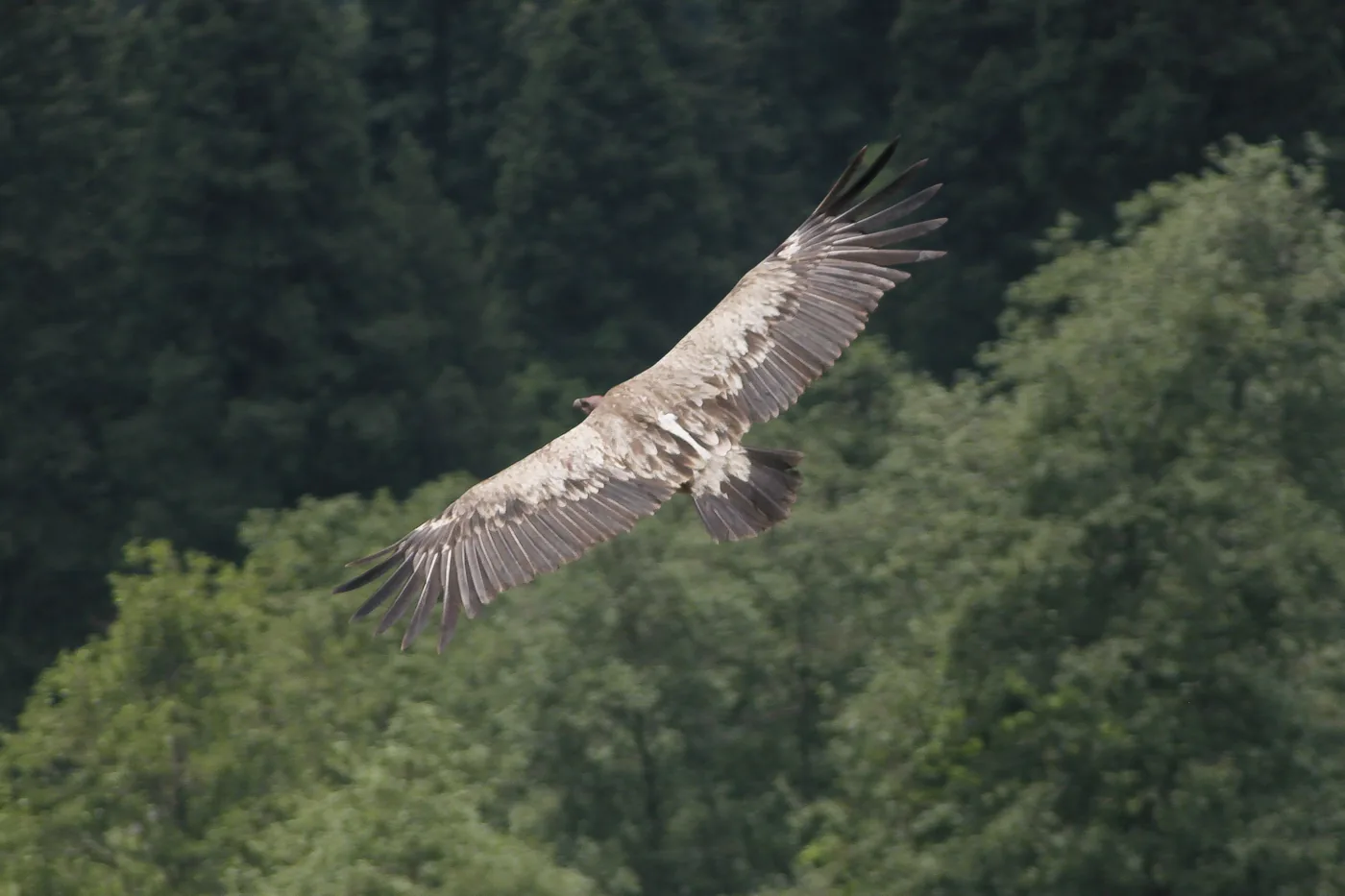 A Himalayan griffon vulture gliding on broad outstretched wings above a green forested slope.
