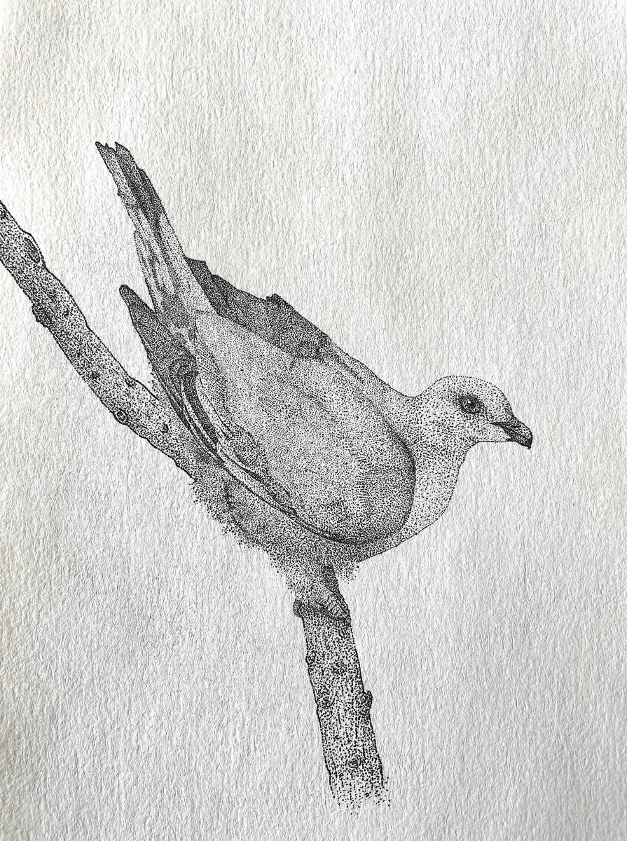 A perched emerald dove on a branch, drawn in stippled ink