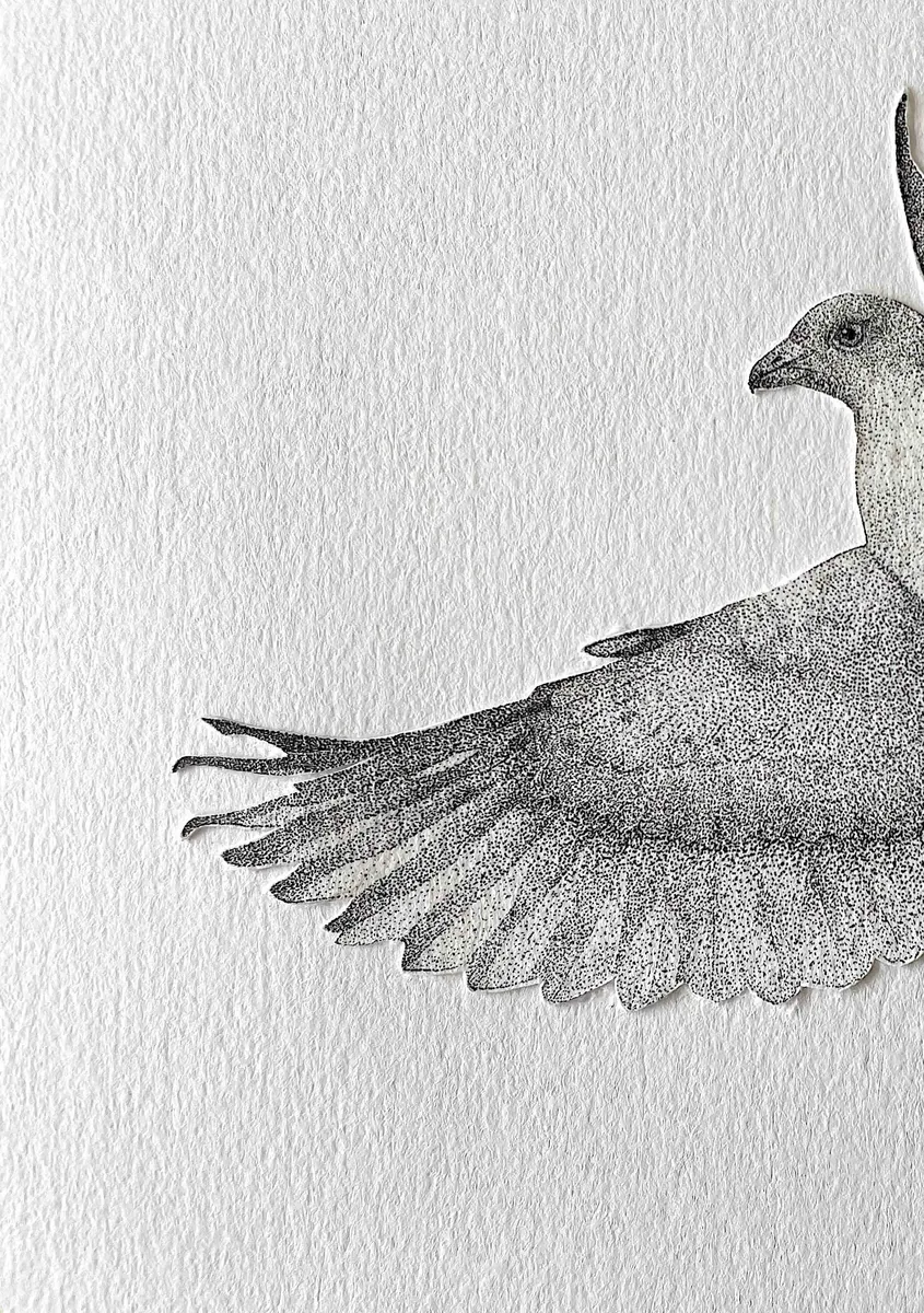 An emerald dove in flight with one wing spread, in stippled ink