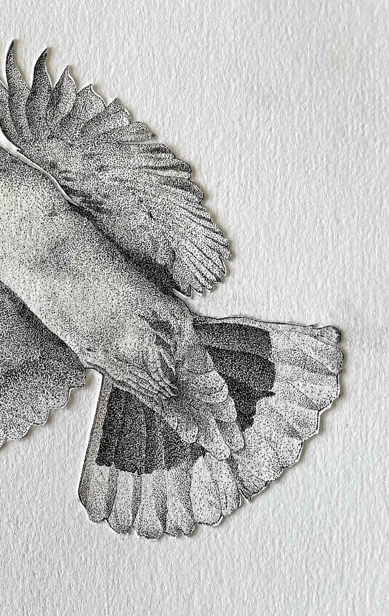 The spread wings and tail of a dove in flight, in stippled ink