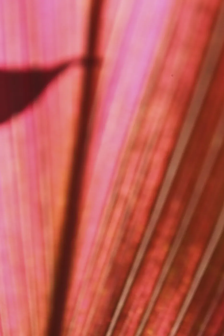 Soft-focus diagonal striations of a pink and red leaf.