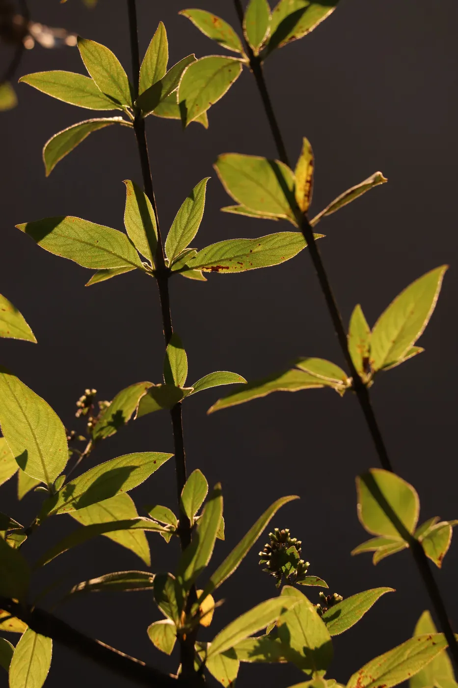 Backlit green leaves on dark stems, rimmed in gold against a near-black background.