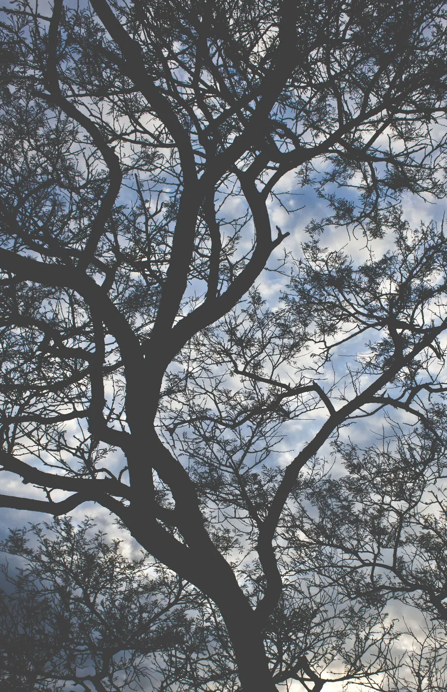The bare, branching silhouette of a tree against a blue, cloud-flecked sky.