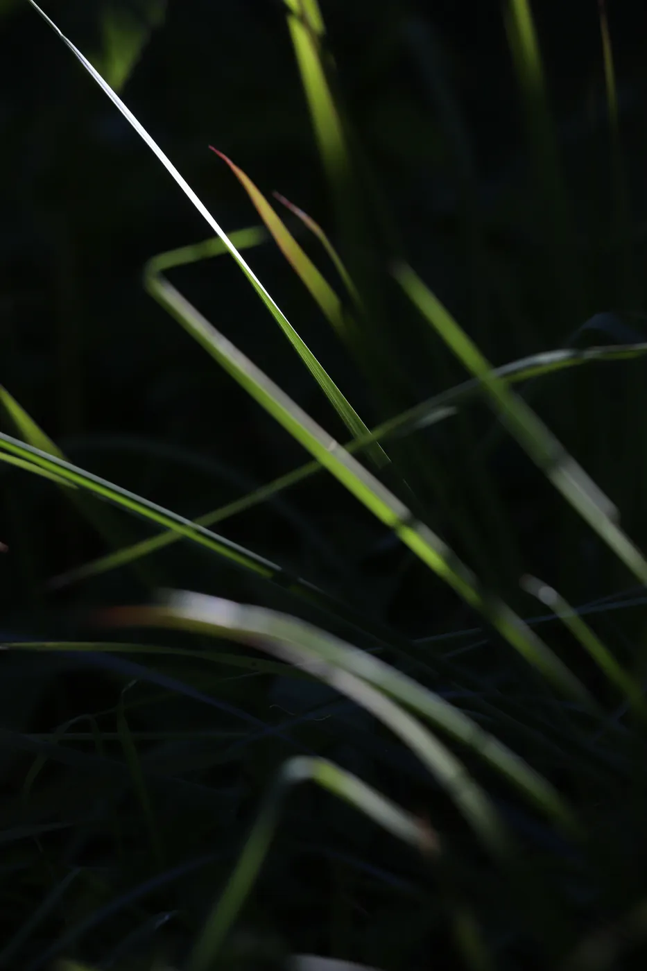 Blades of grass catching the light, one bright stalk crossing a dark background.