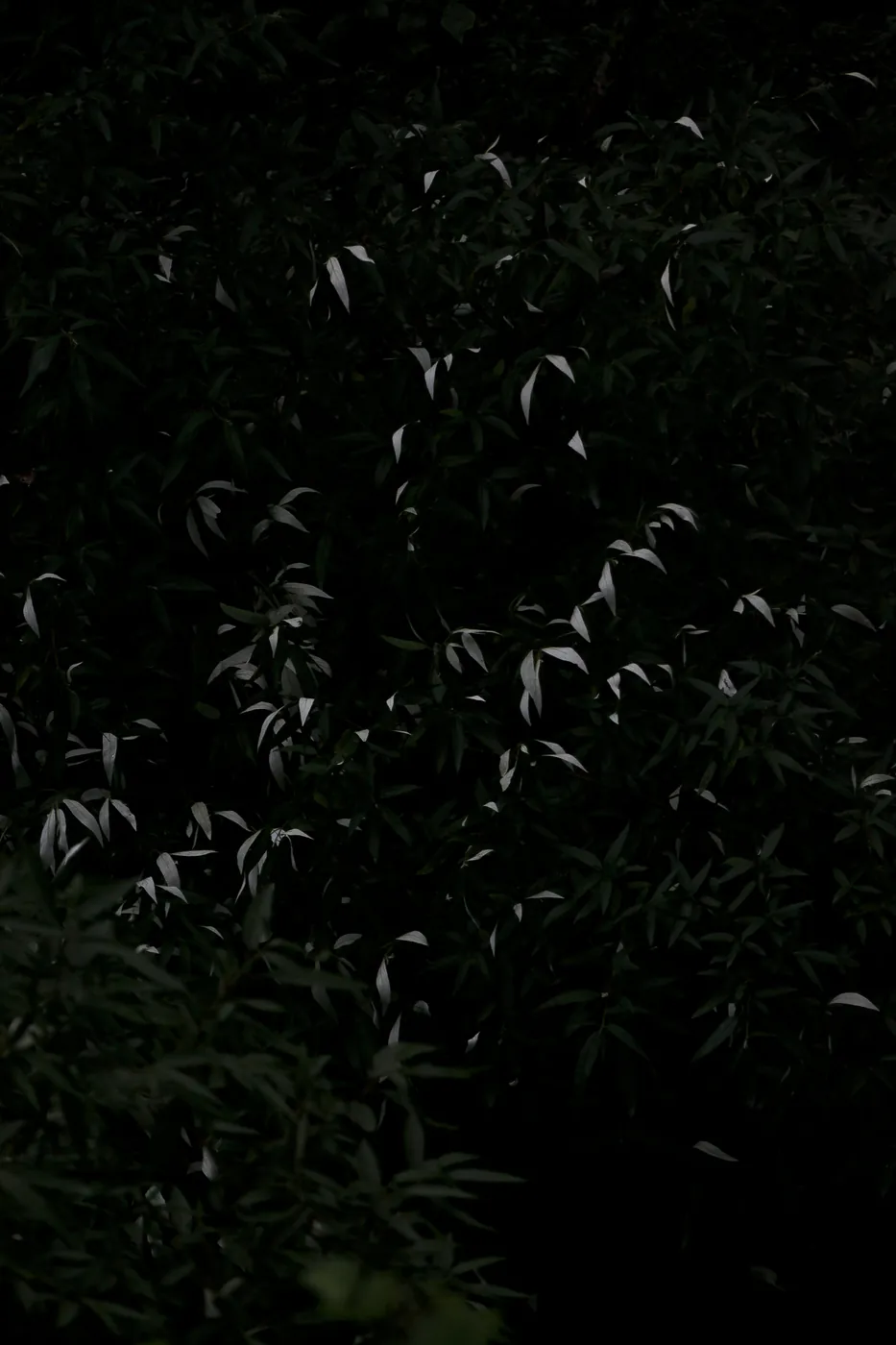 Pale-lit leaf tips scattered like points of light across deep green foliage in low light.