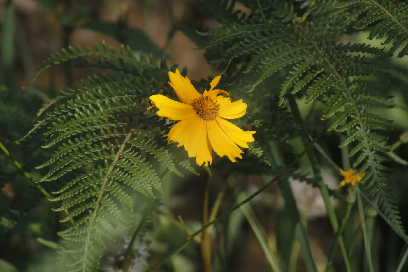 A single yellow coreopsis flower turned to the sun among soft green fern fronds.