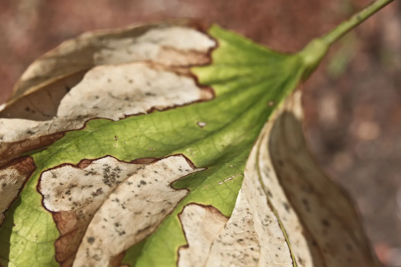 Close-up of a drying leaf, its green centre giving way to pale, brown-edged decay, on a rust-coloured ground.