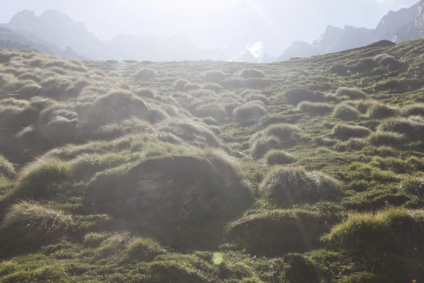 A high meadow of grassy hummocks backlit by hazy morning sun, with mountains rising behind.