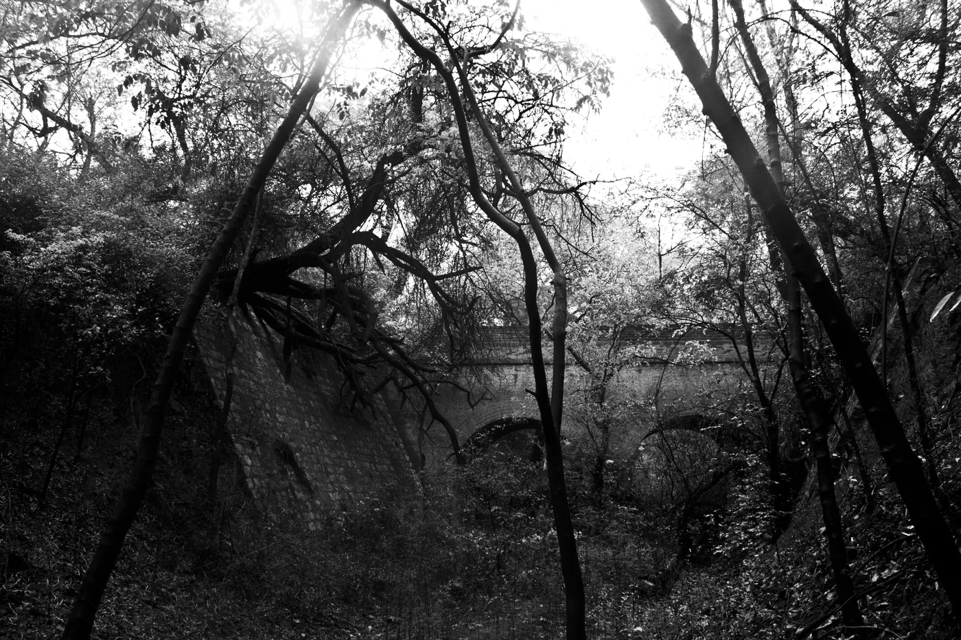 In black and white, a tangle of bare trees with an old brick arch glimpsed through them, bright sky beyond.