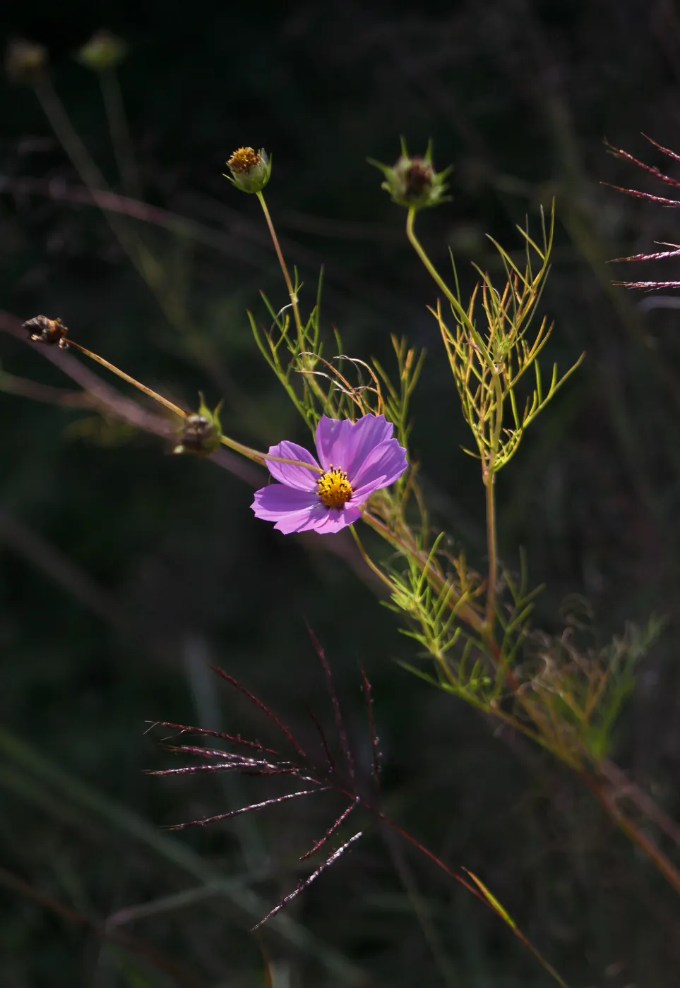 A lone purple cosmos flower amid a dark, teeming field of fine grasses and stems.