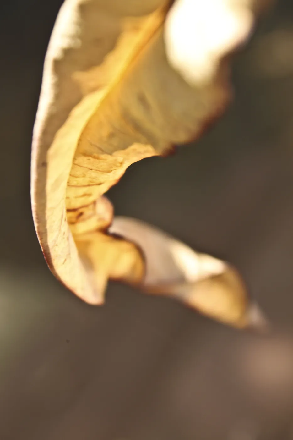 A curled, dried leaf glowing gold in soft backlight.