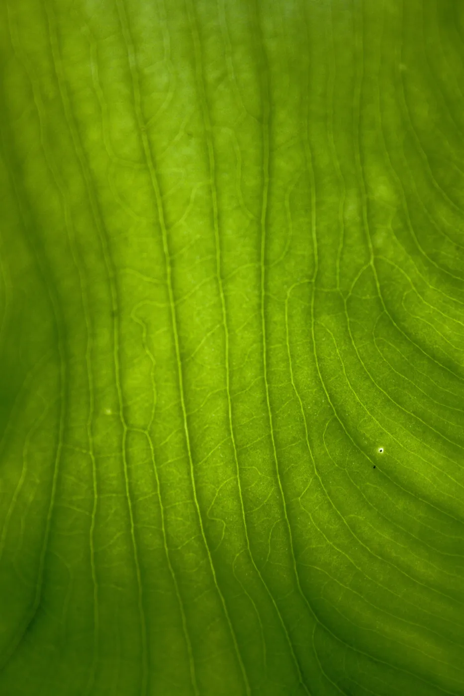 An extreme close-up of a luminous green leaf, its fine veins fanning across the frame.