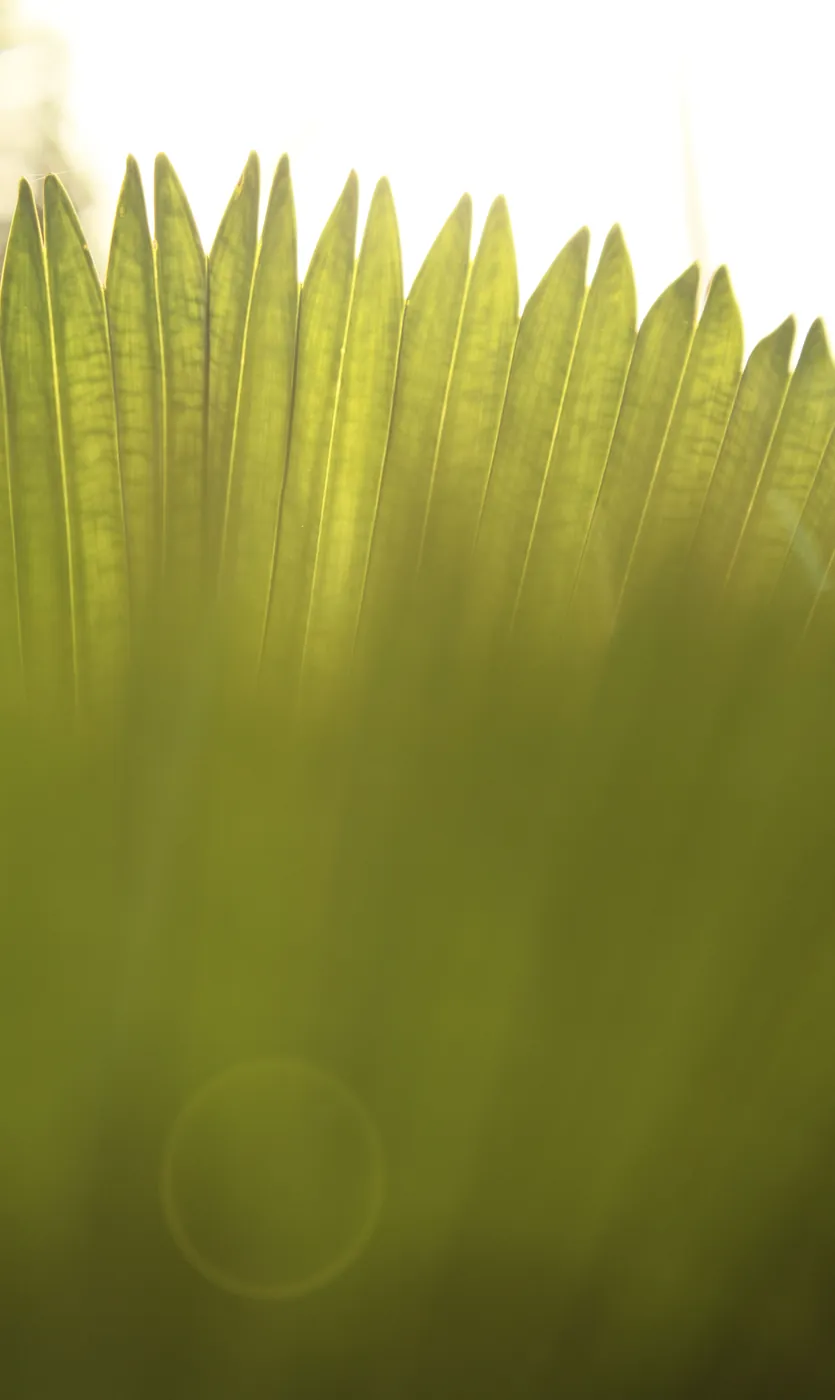 Backlit blade-like leaves glowing against bright light, a soft lens flare below.