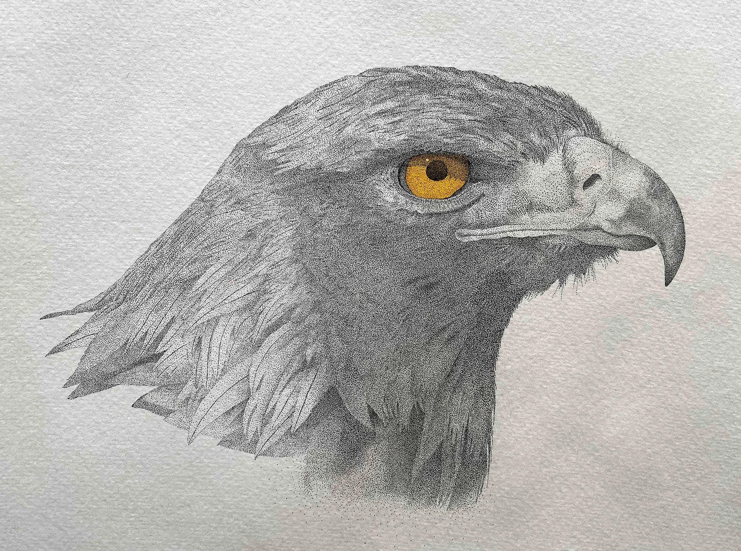 Golden Eagle&nbsp;&mdash; a stippled pen-and-ink portrait of an eagle’s head in profile, with a piercing amber eye and a hooked beak, the feathered head and neck built entirely from thousands of fine ink dots on pale paper.